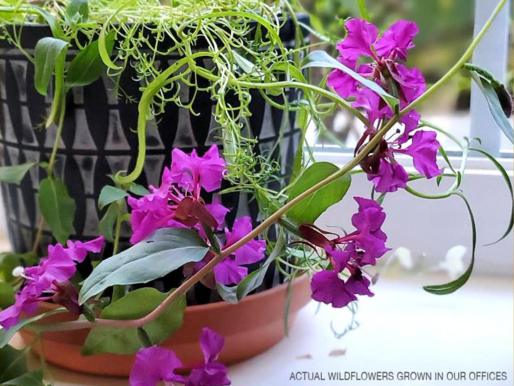 How to Plant Your WildFlower Seed Paper